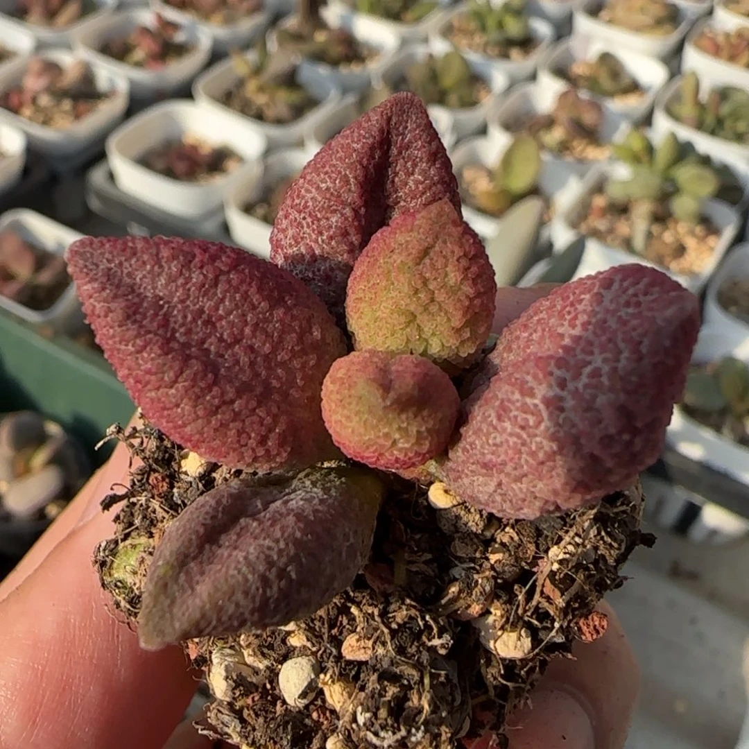 魔影水泡多肉植物