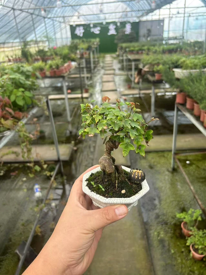 【年工桩三角枫】红芽唐枫三角枫老桩带盆