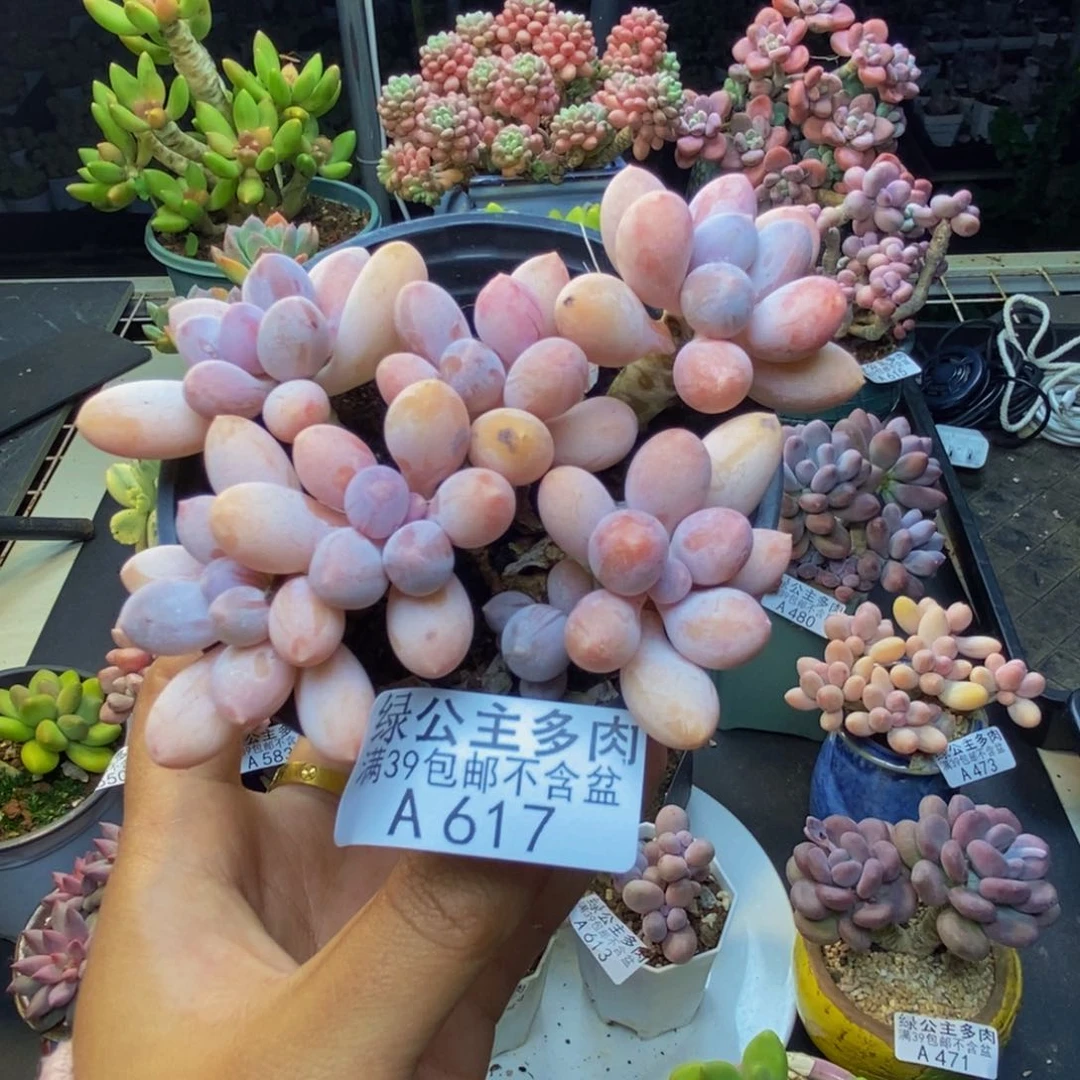 617香水手指奶多肉8c m