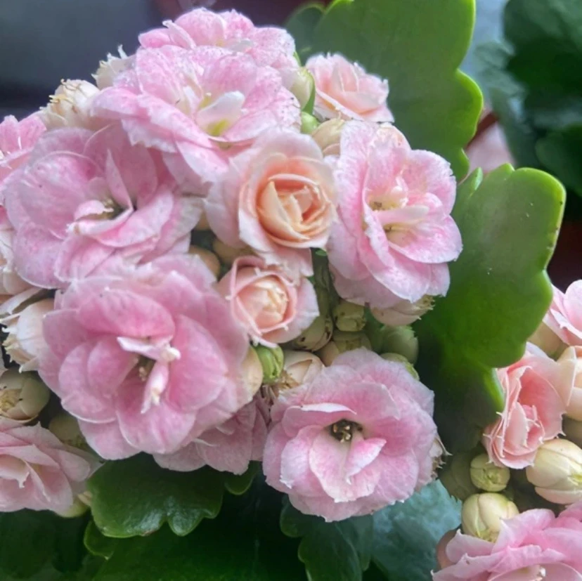 昊景长寿【克拉拉】130精美盆栽 带花苞发货