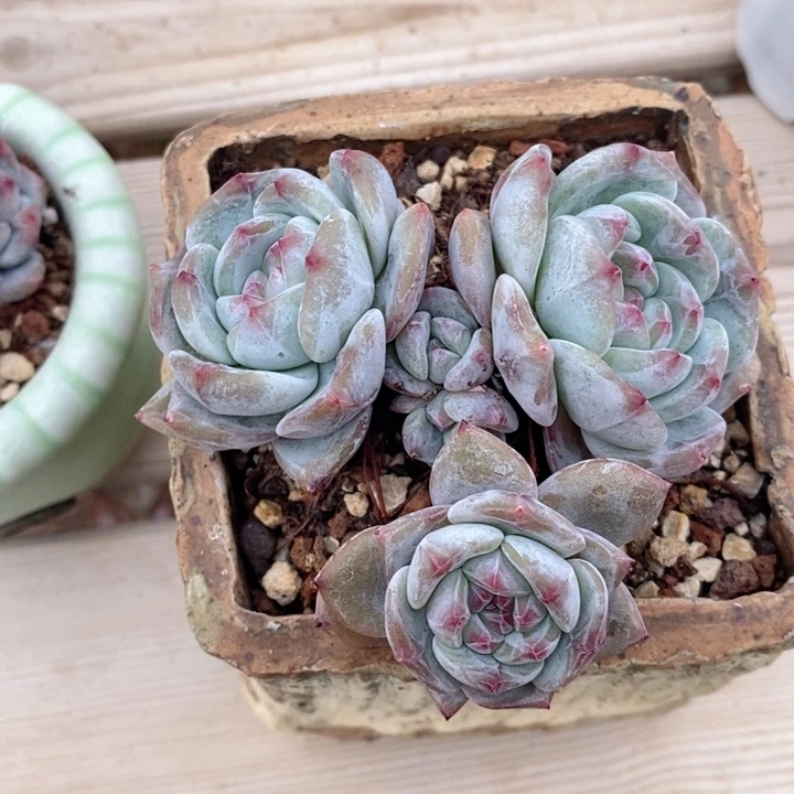 星影 韩货精品666