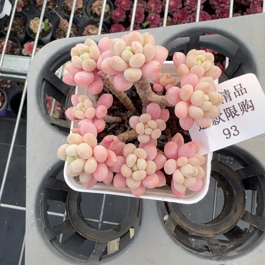 闪购精品多肉93号