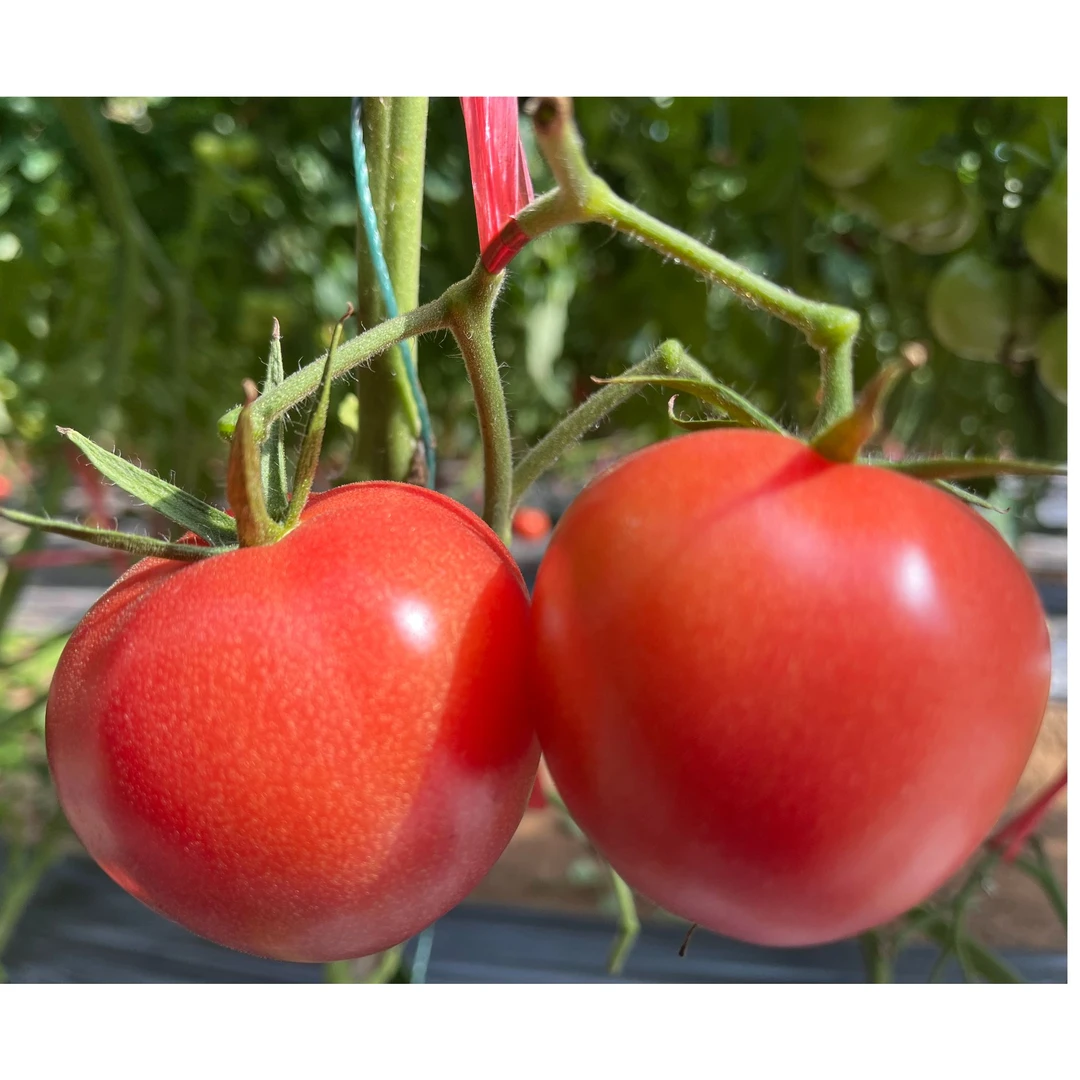 陕西省泾阳县普罗旺斯水果西红柿