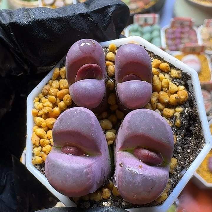 生石花2:：：。     70号