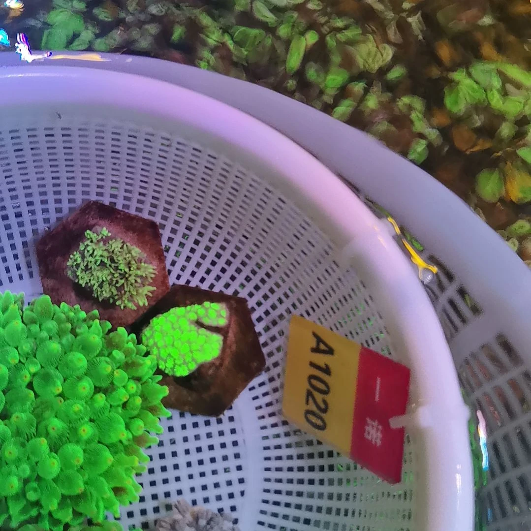 草皮珊瑚1020宝石花套餐