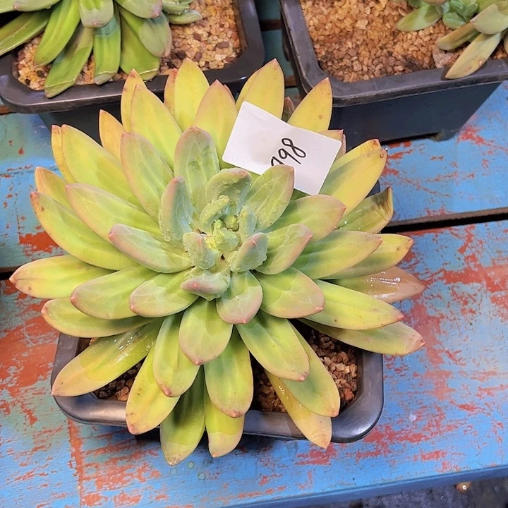 猫*998/////////////