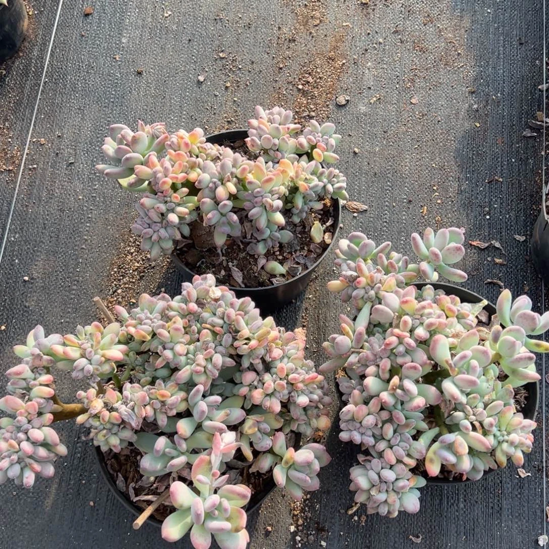 三日月美人缀，20以上