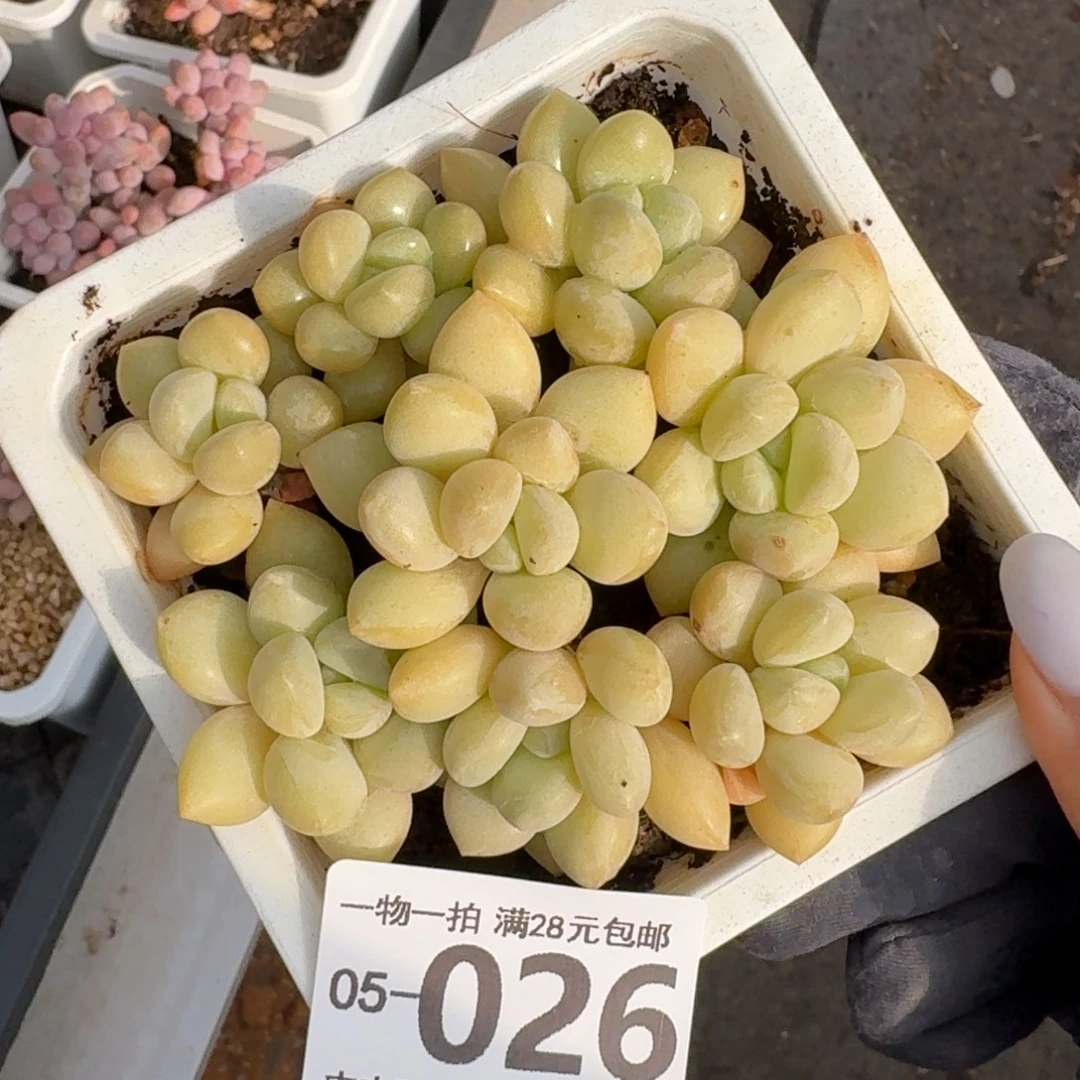 泡泡糖无盆土发货无