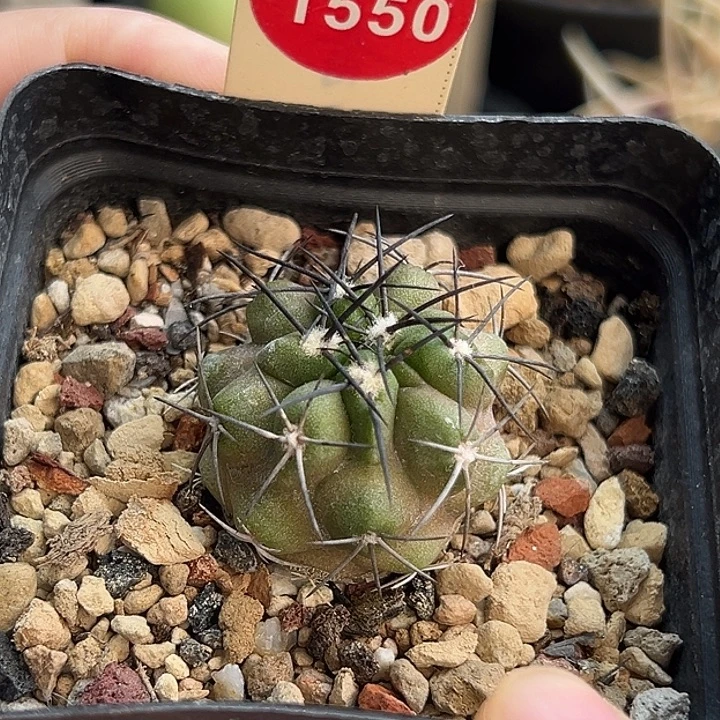 实生黑刺龙爪球2.9cm