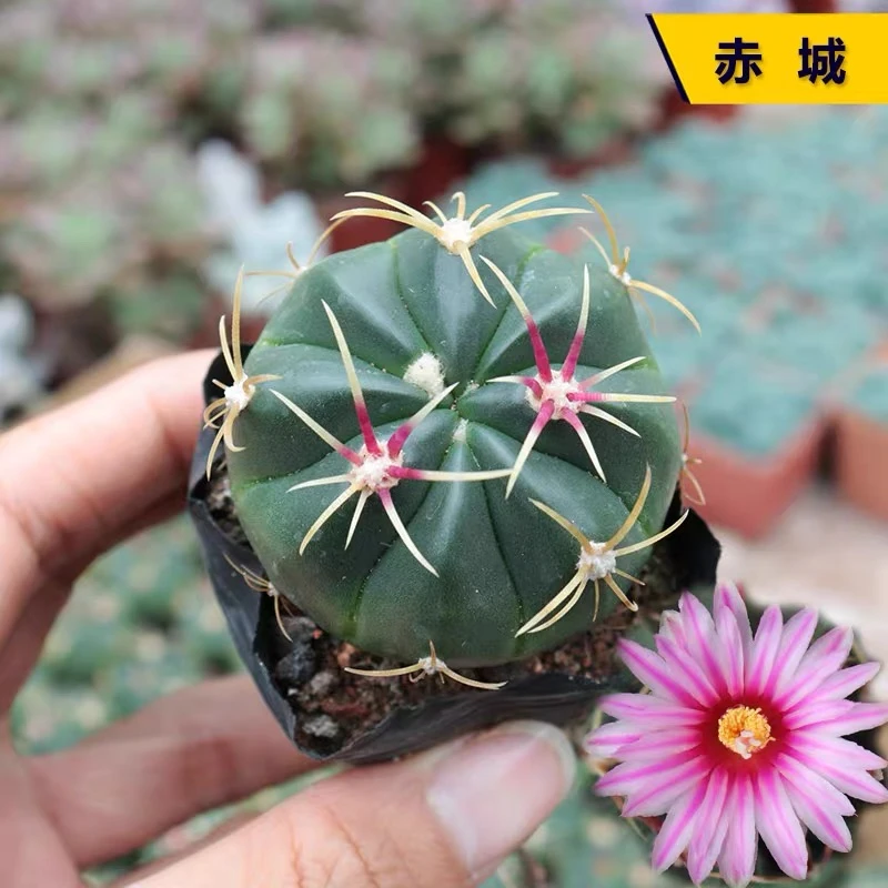 小号赤城仙人球多肉植物