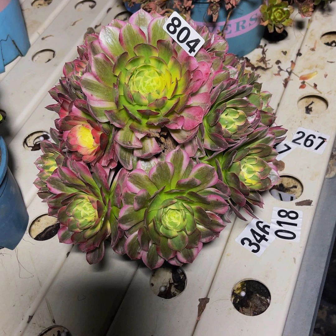 法师法师7-6包邮法师