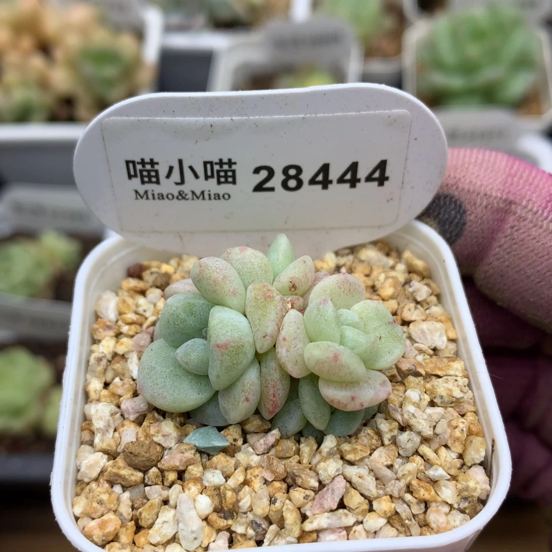 多肉植物冰玉石化
