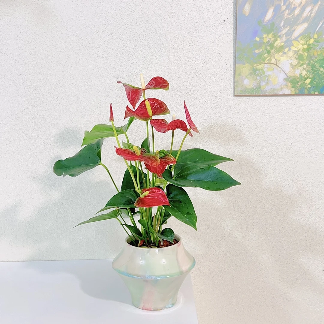 红掌多花朵精品桌面开花室内盆栽观叶花卉植物园绿植观花易活