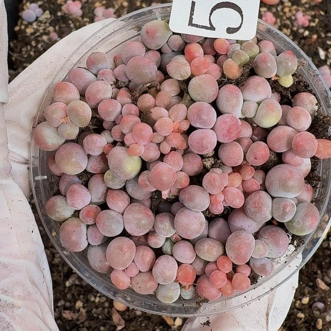 多肉植物多肉植物564