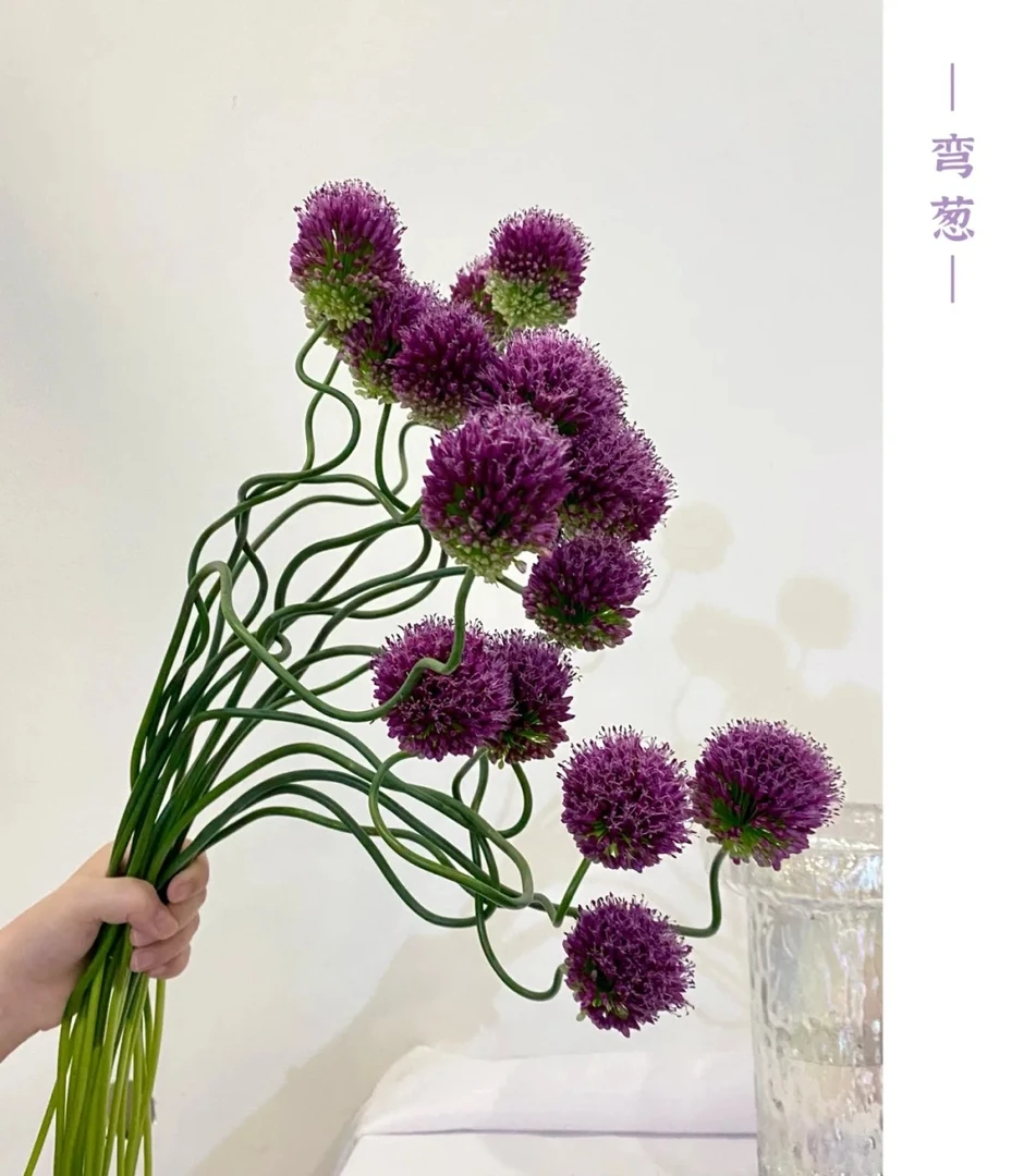 弯葱50cm 绒球葱 丹顶葱   小众花材 鲜切花