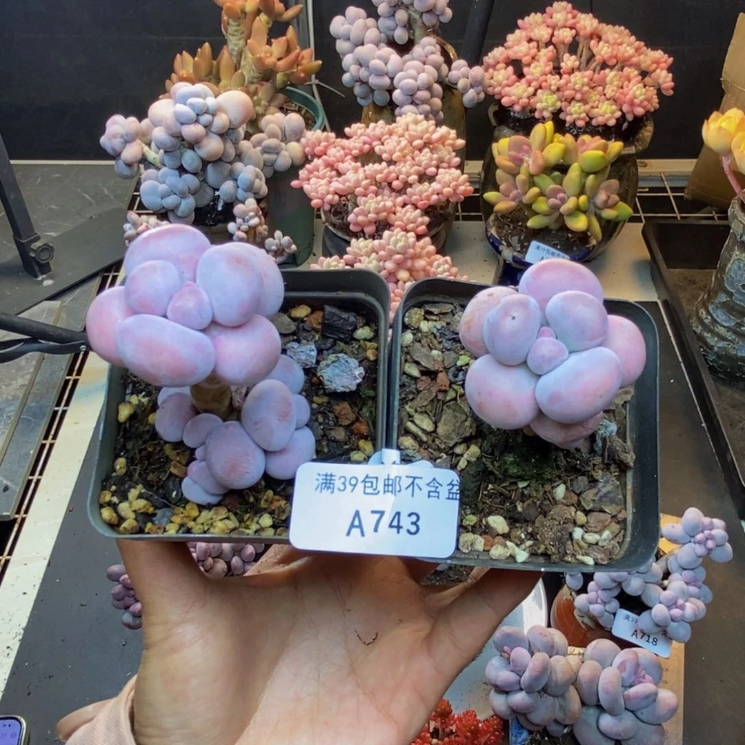 743芭比奶多肉两颗