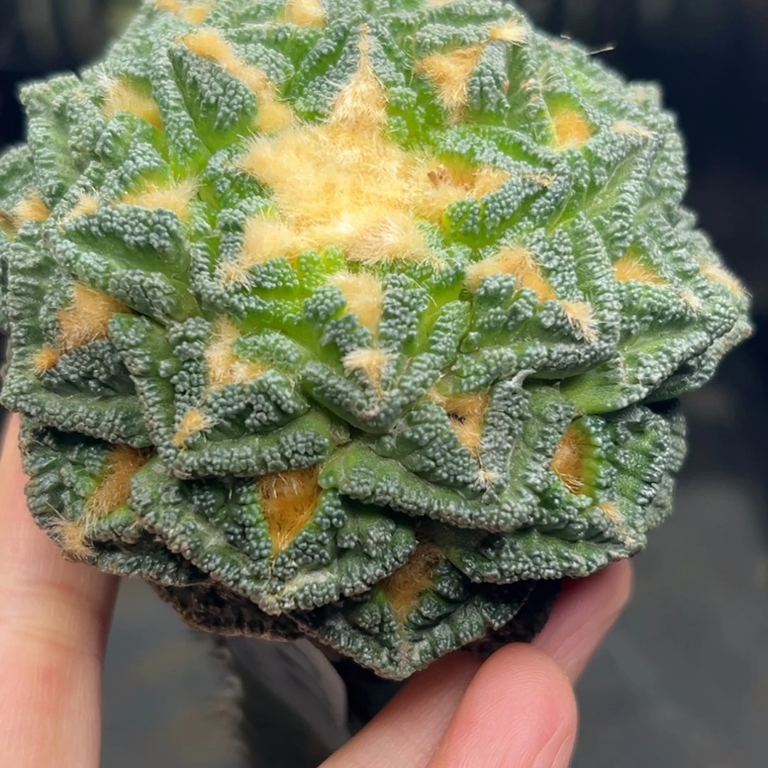 辛顿 仙人球的世界里有111