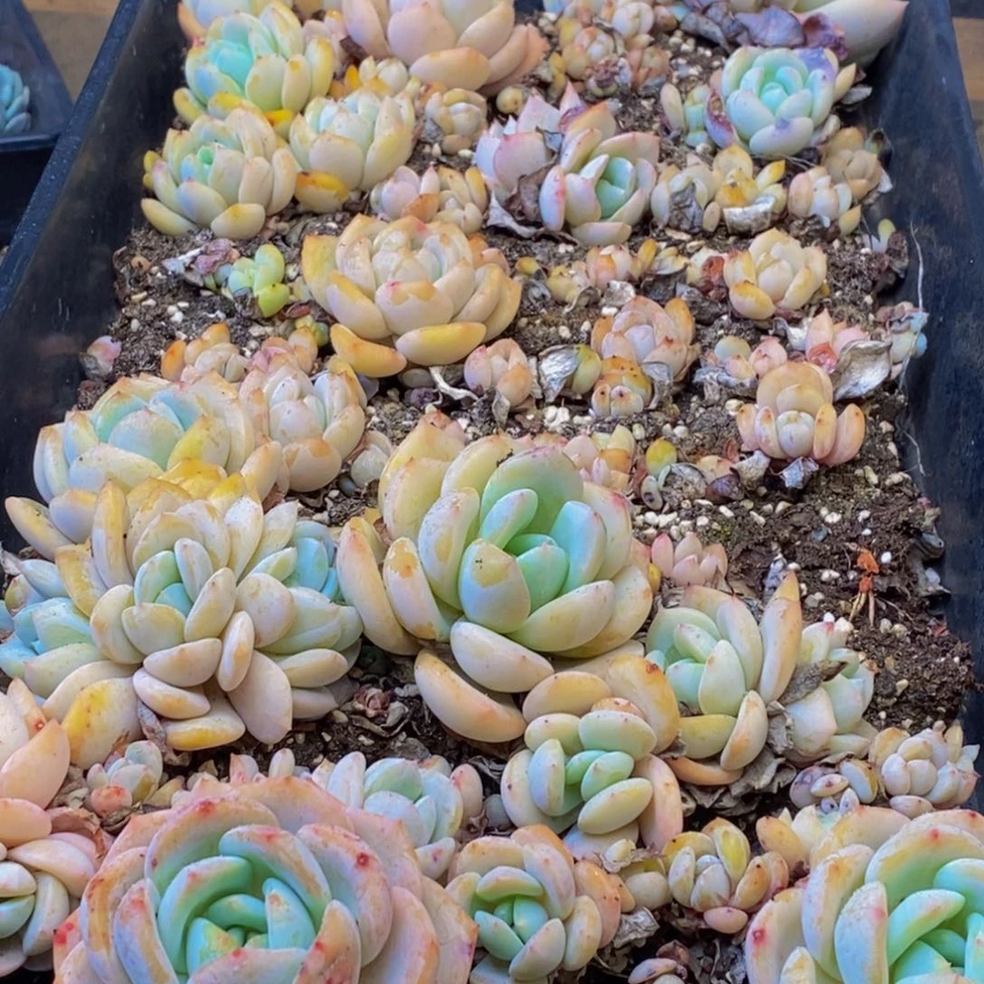 067多肉植物保护研究所所长助理