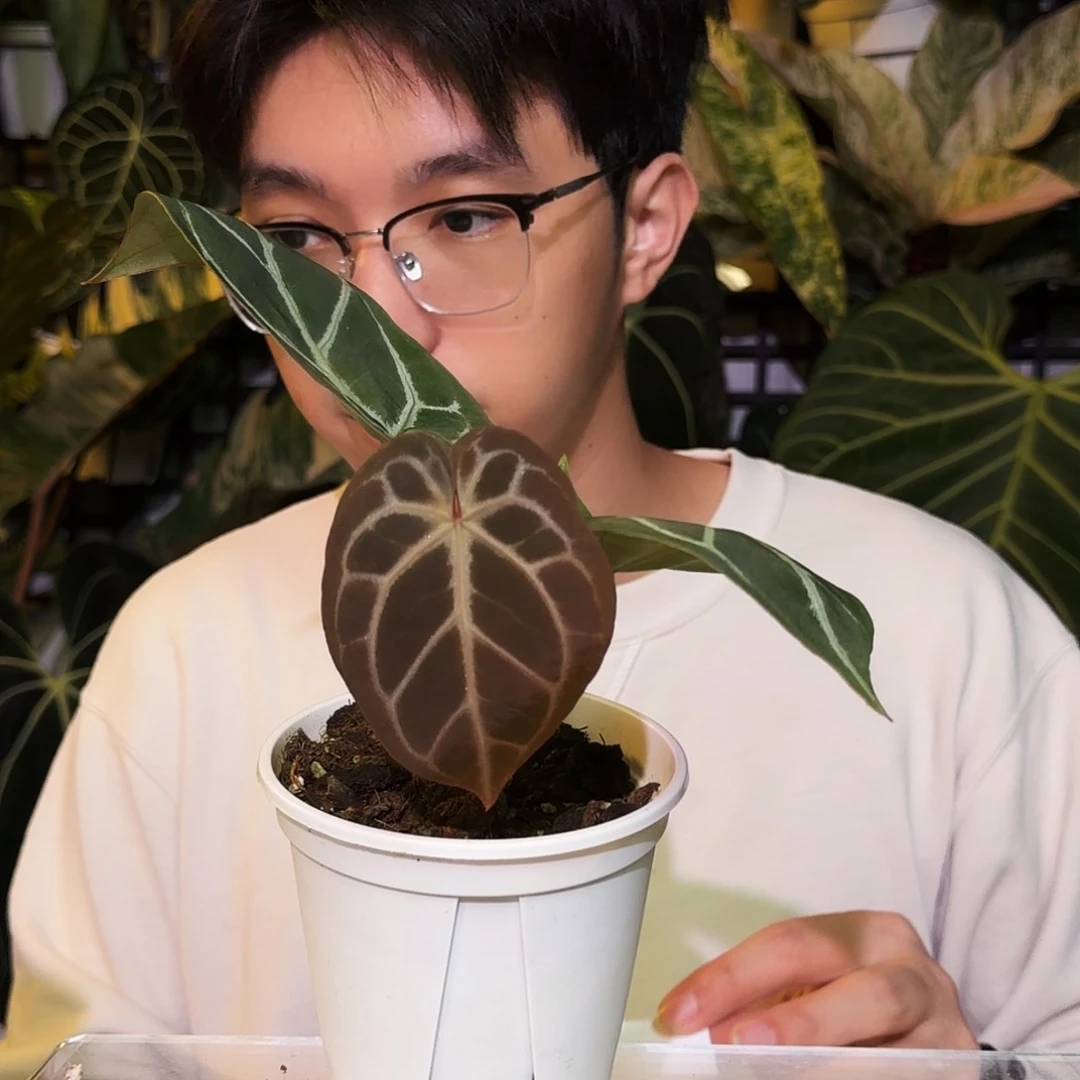 完全开放R173粉脉撕裂纹杂铜锣烧