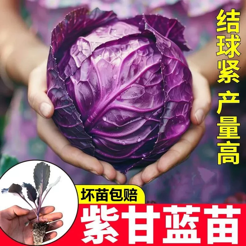 紫甘蓝苗秧耐寒种苗紫包莱苗彩色包菜蔬菜秧苗大头菜包心菜紫圆菜