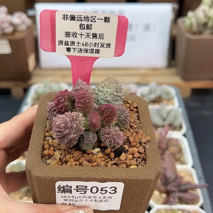 053朱紫玉多肉植物