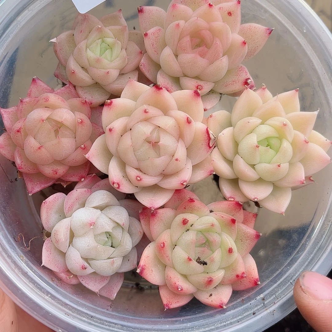 1-786 新疆西藏内蒙不发12.8包邮2-3公分多肉