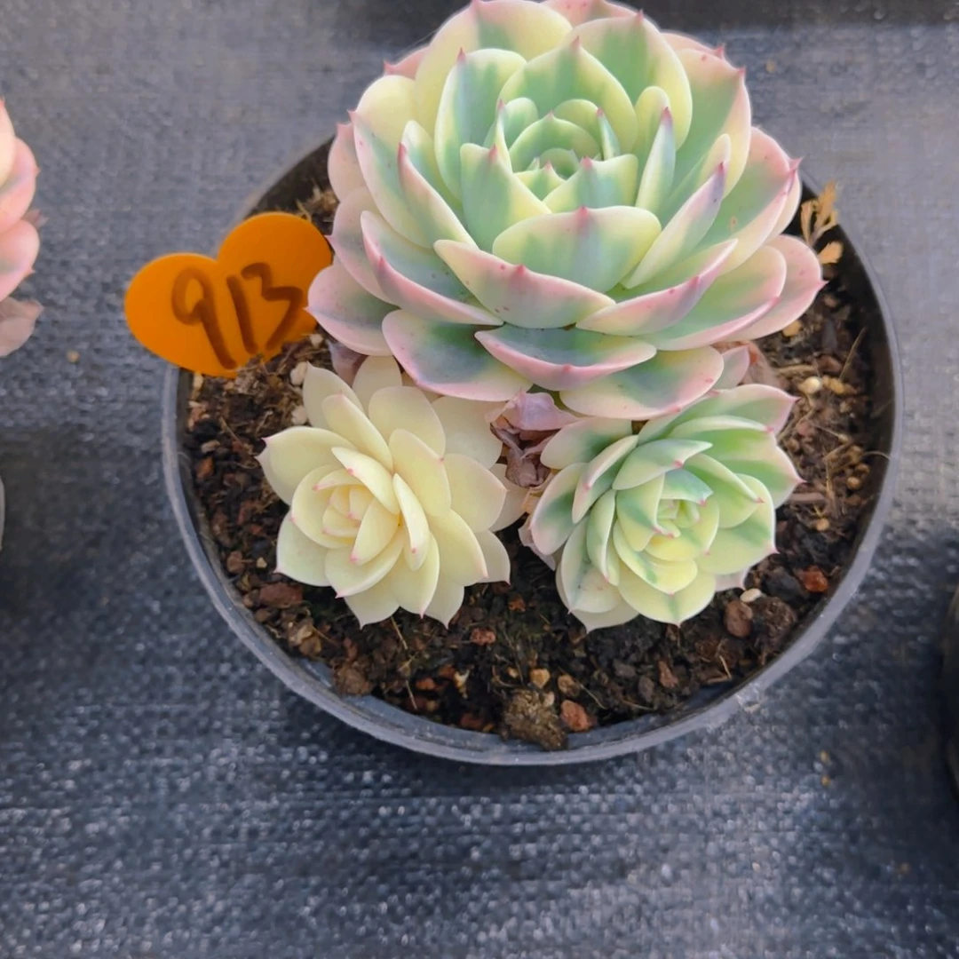 梦*?913多肉植物一物一拍