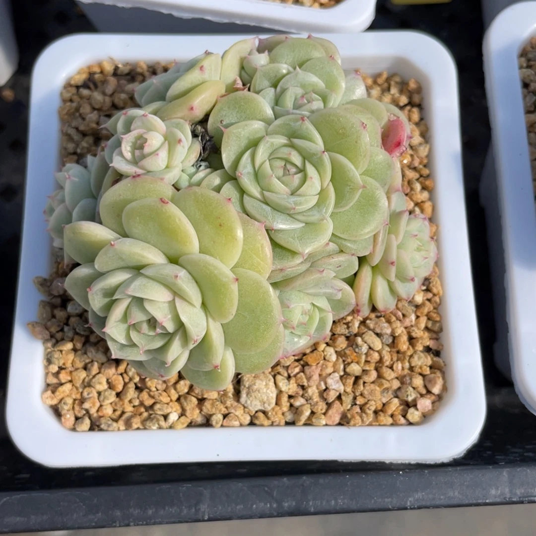 优选白芷珍妮多肉2674