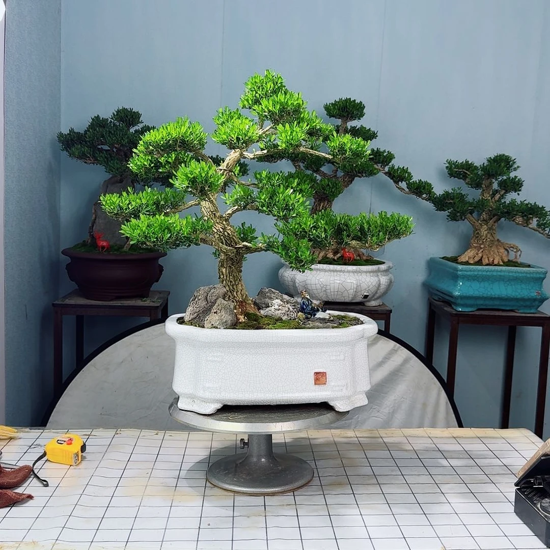 梅*广东皱皮雀舌黄杨