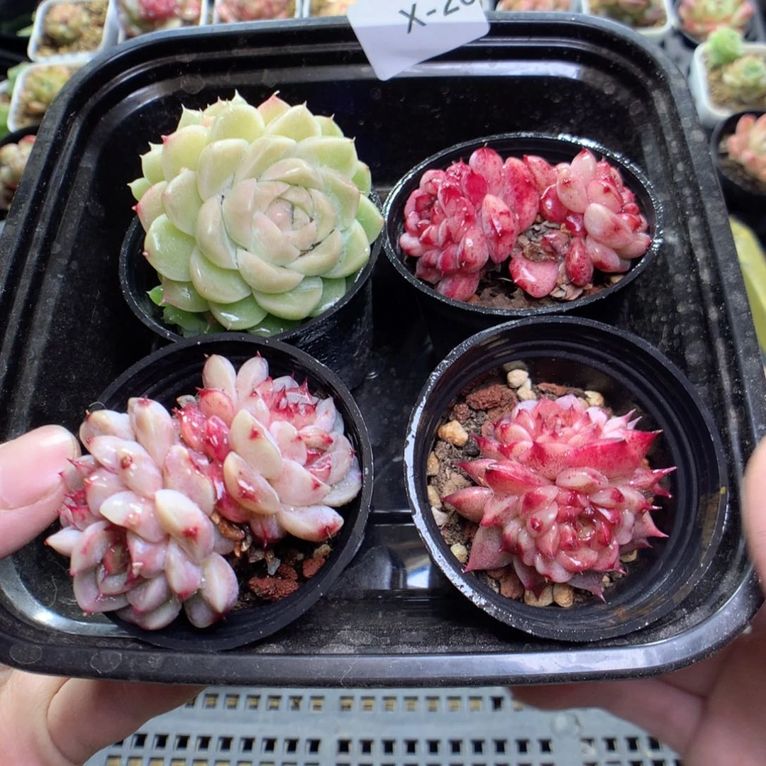 X20y y y y y y y y y y