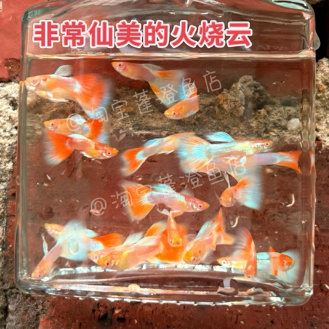 火烧云孔雀鱼孕母小型热带鱼凤尾鱼精品纯种淡水好养耐活胎生鱼苗
