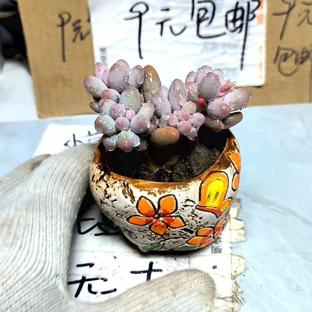 满9元包邮,婴儿手指老庄多头