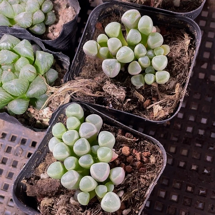 2.8的五十铃玉带盆土