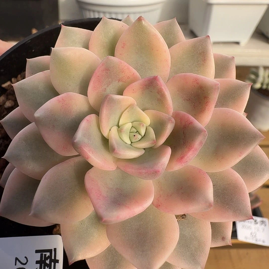 阿尔巴佳人锦11111127-66