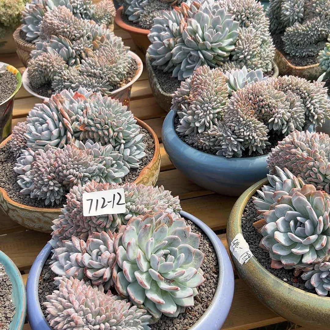 龘***龘712-12橙子缀多肉组合5颗寄养
