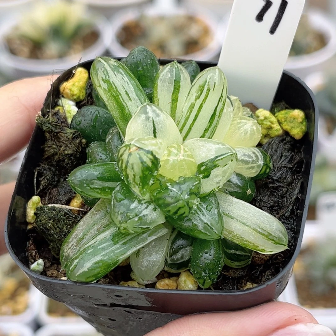 71塑料皮玉露锦带仔福利专场