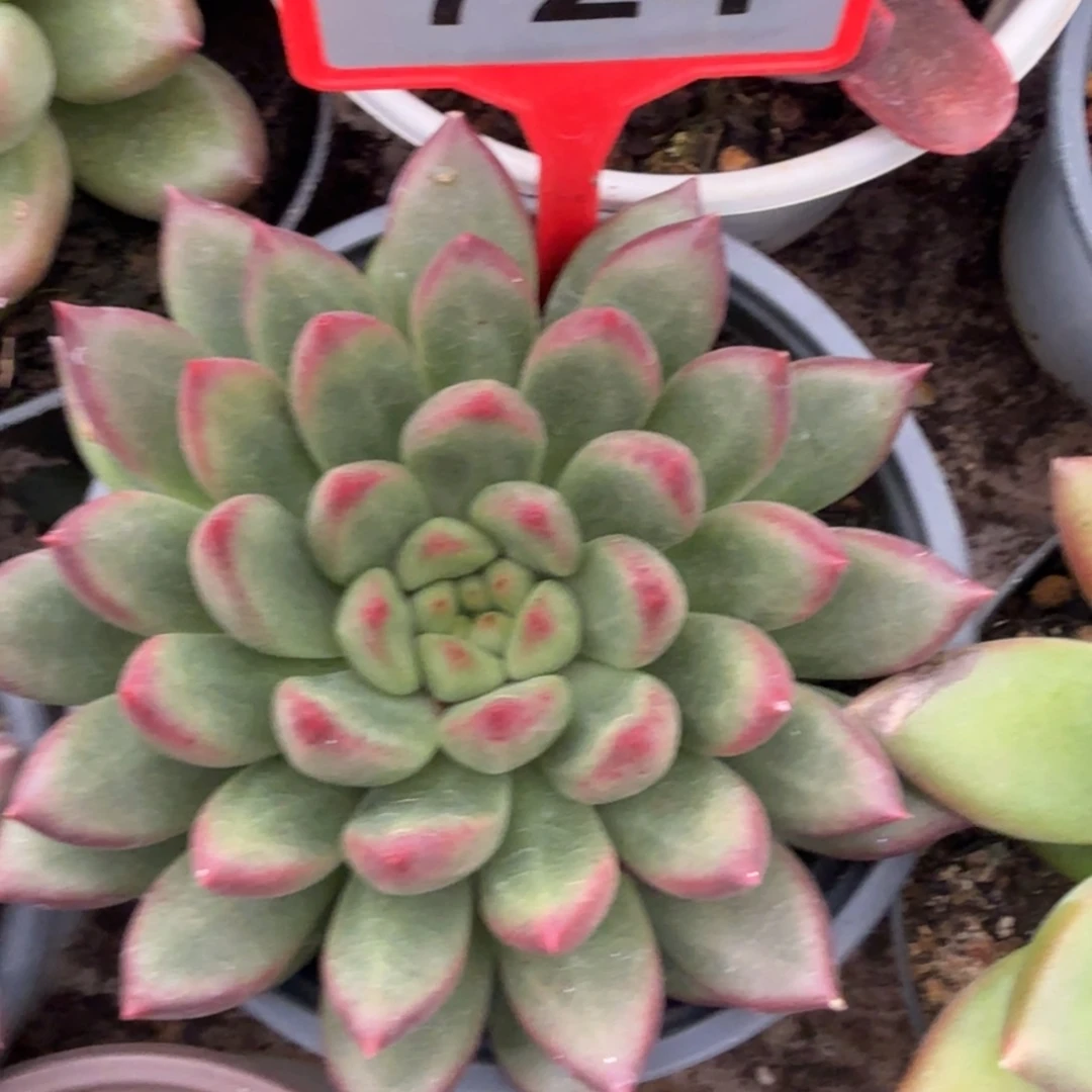 紫米露多肉植物724