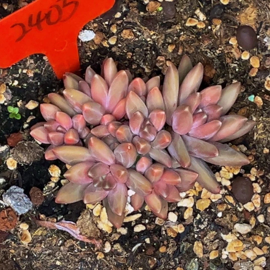 2403号晚上多肉植物群生多肉植物