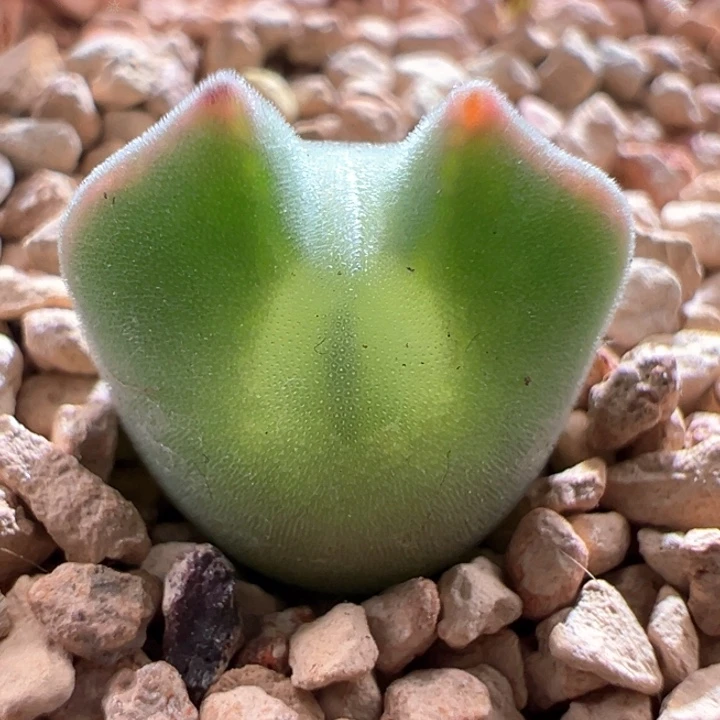 A213。青蛙种源优选尖耳朵两年大眼空蝉。