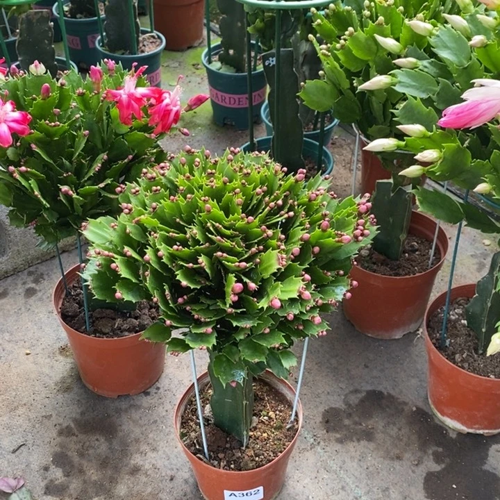 当前无花栽培后可以开花362嫁接爱玛