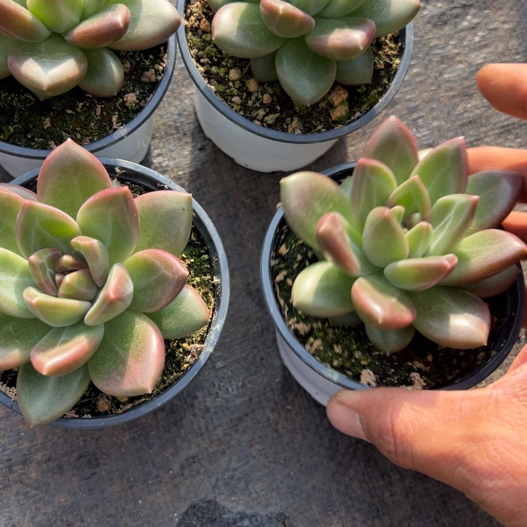 迷雾泡泡单头多肉植物6.8