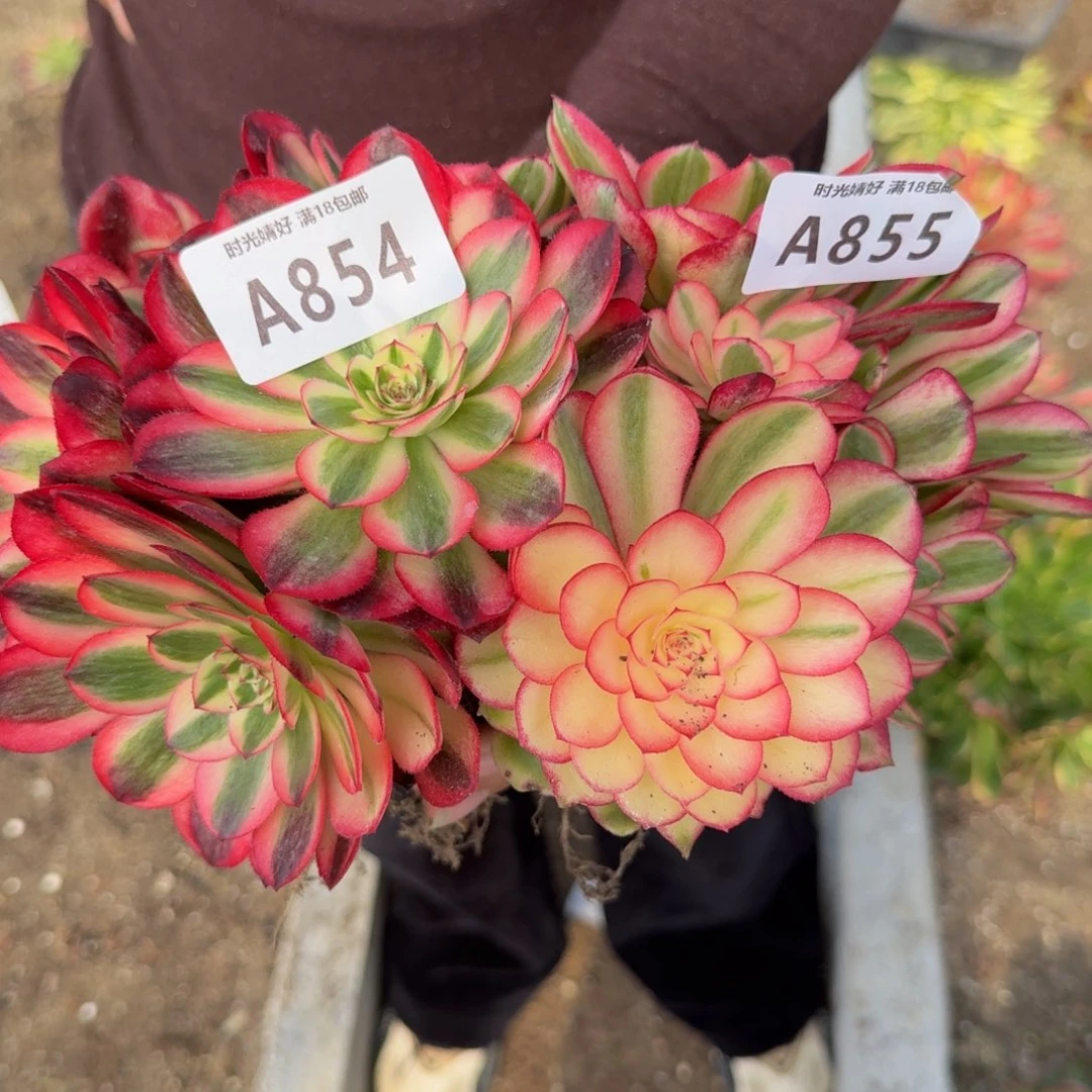 854加855两个荔枝。多肉植物