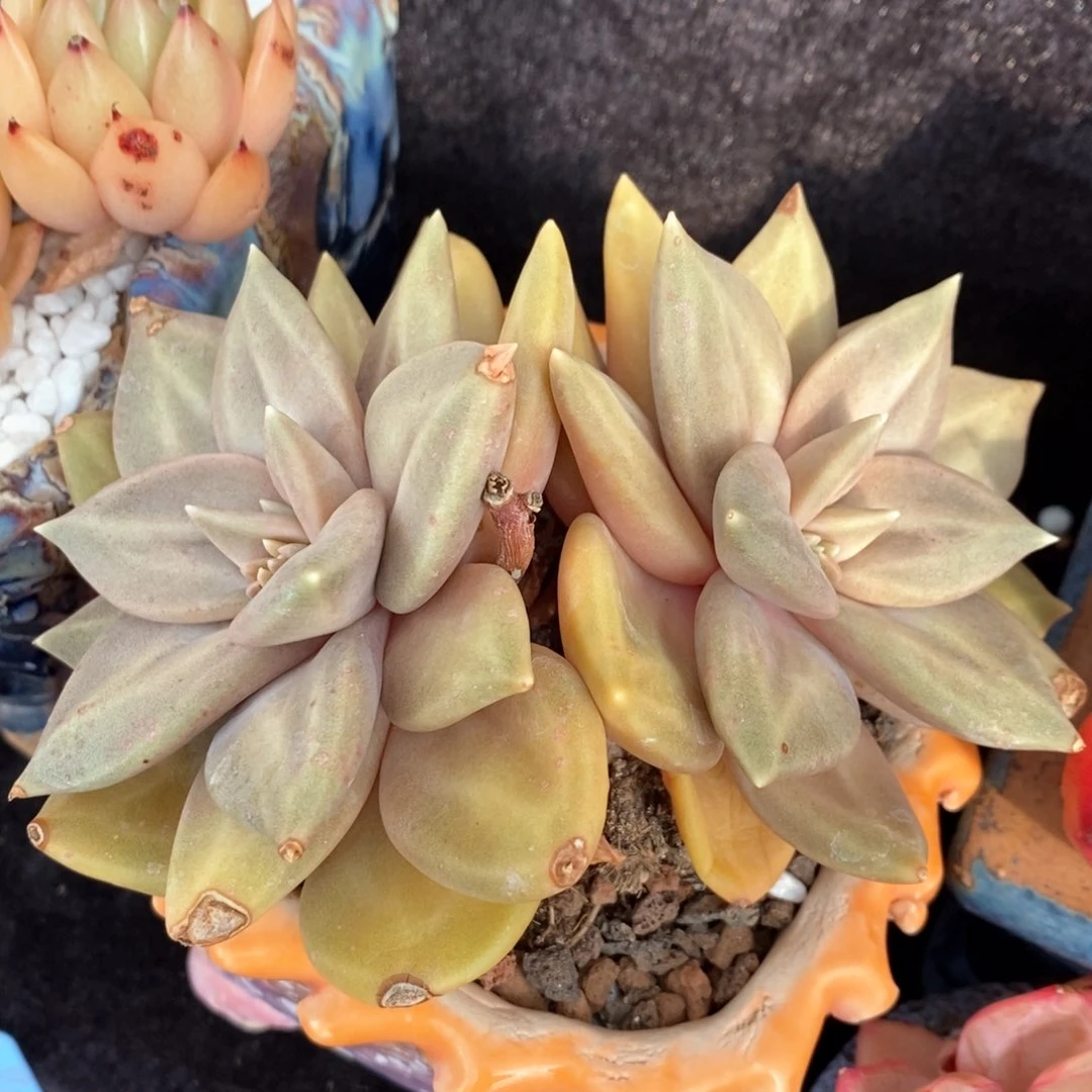 惜春多肉植物盆栽