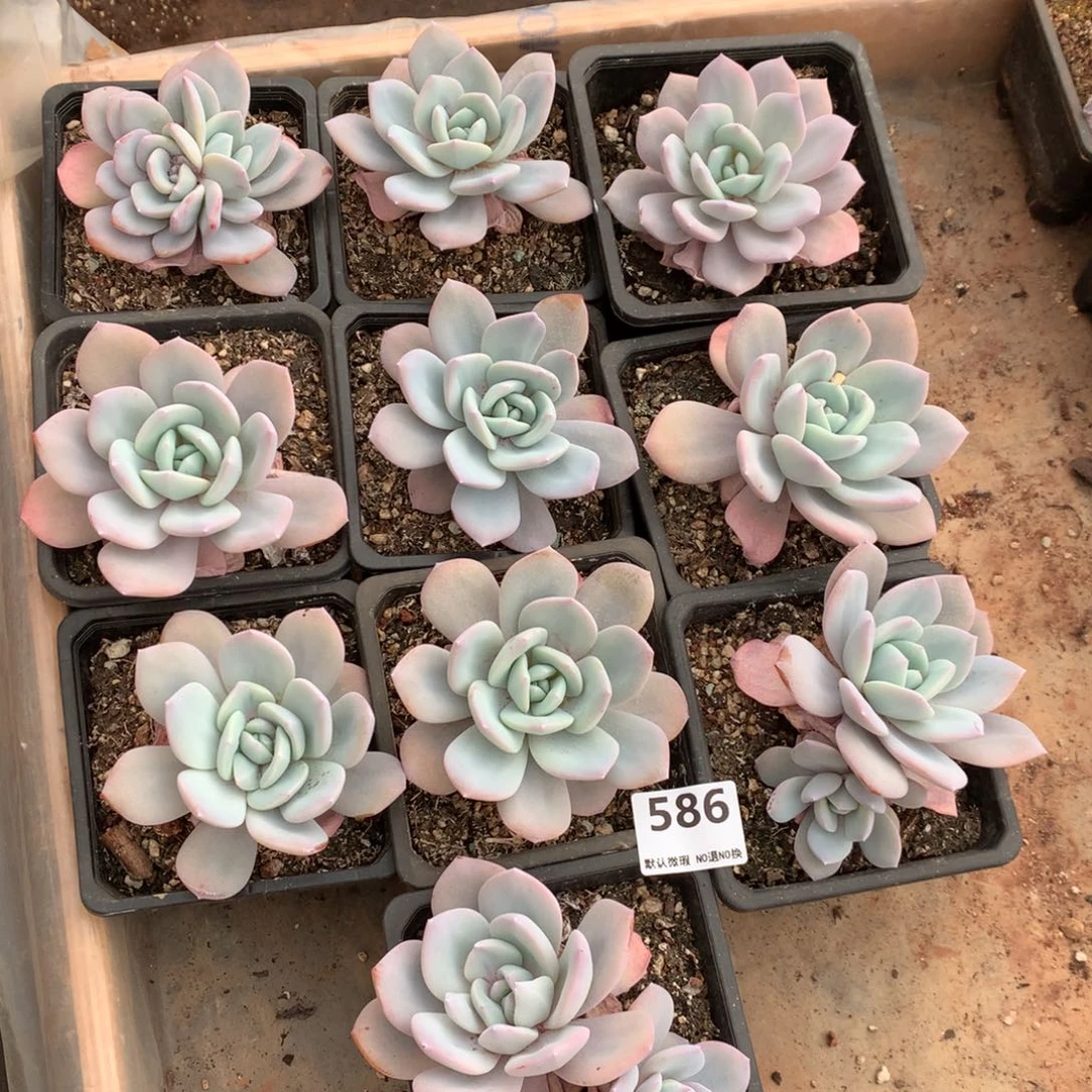 586号新疆西藏内蒙古不包邮的