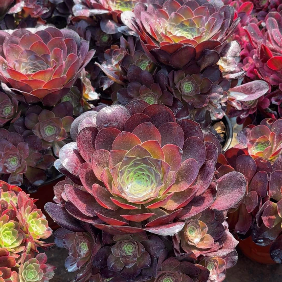 魅金玫瑰手捧9.9多肉植物