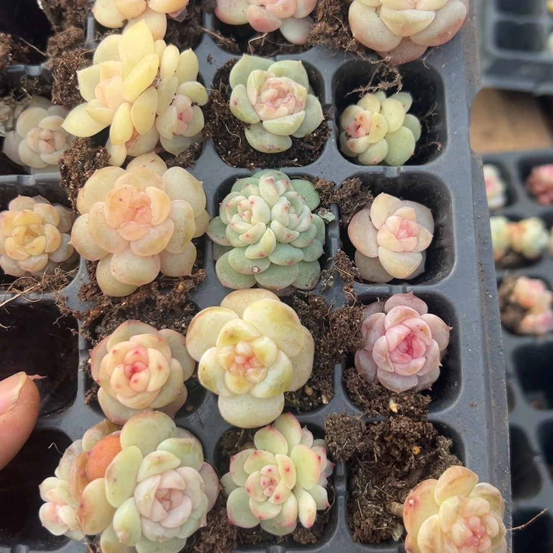 糖心多肉一物一拍66