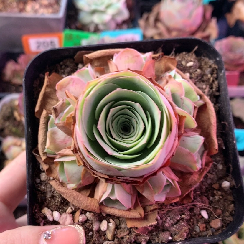 【闪购商品】紫芙041