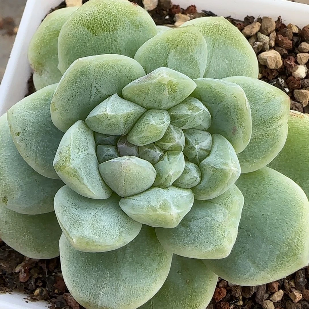 冰玉石化分心脱土