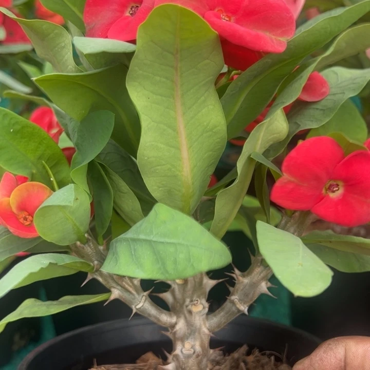 泰品扦插一物一拍