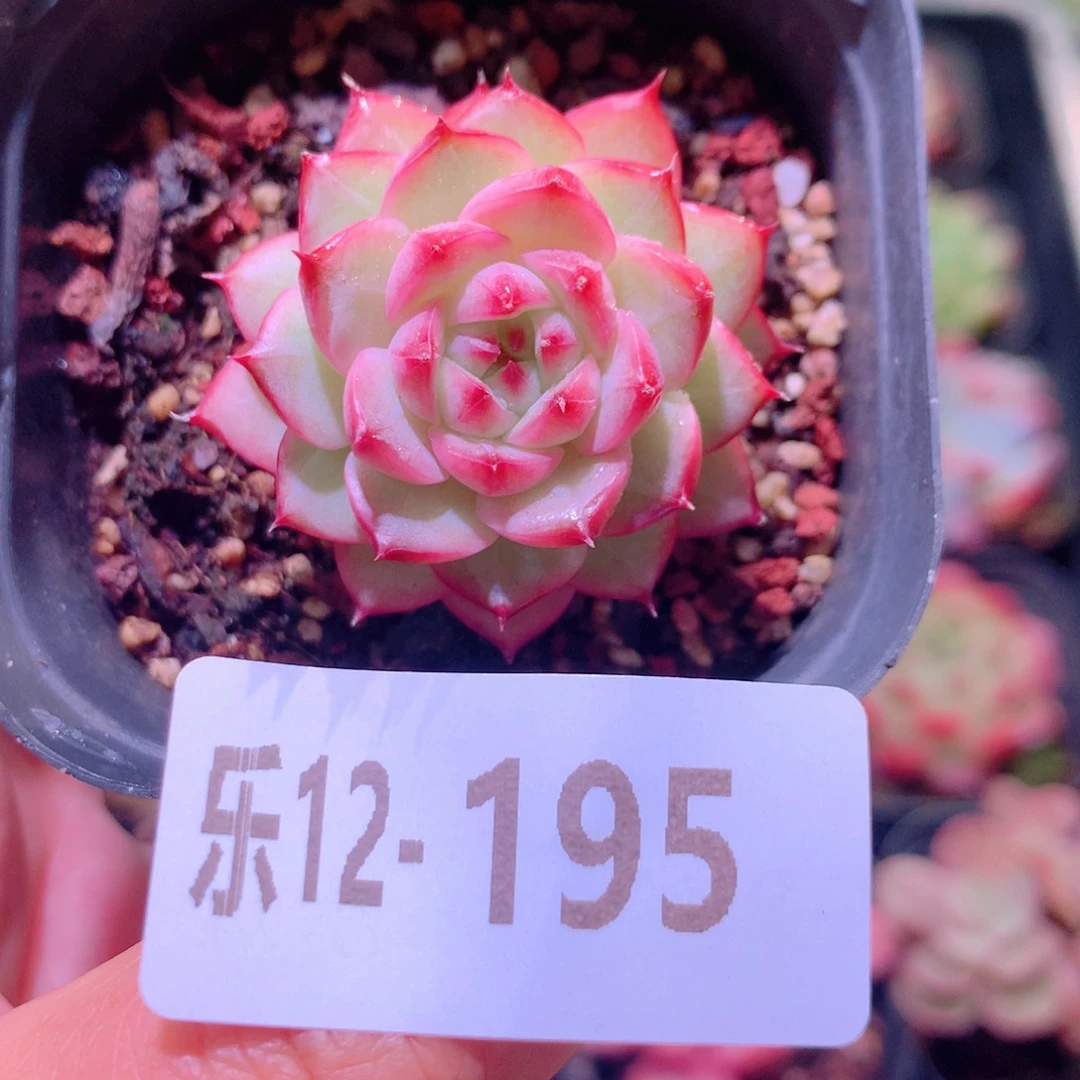 乐然12-195 新品单头